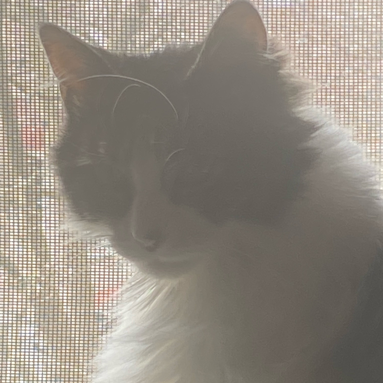 #LTKworkwear #LTKswim #LTKcurves