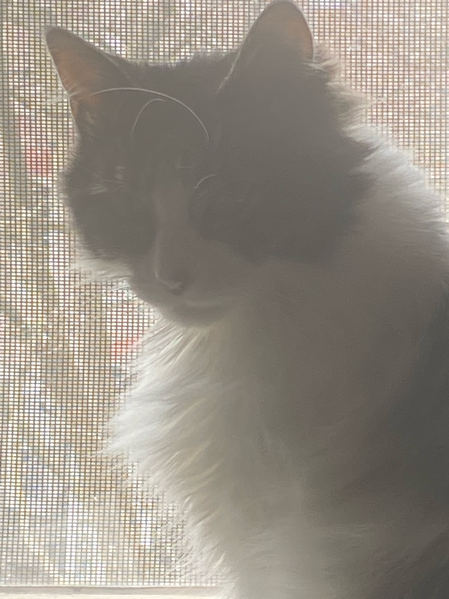 #LTKSeasonal #LTKaustralia #LTKitbag